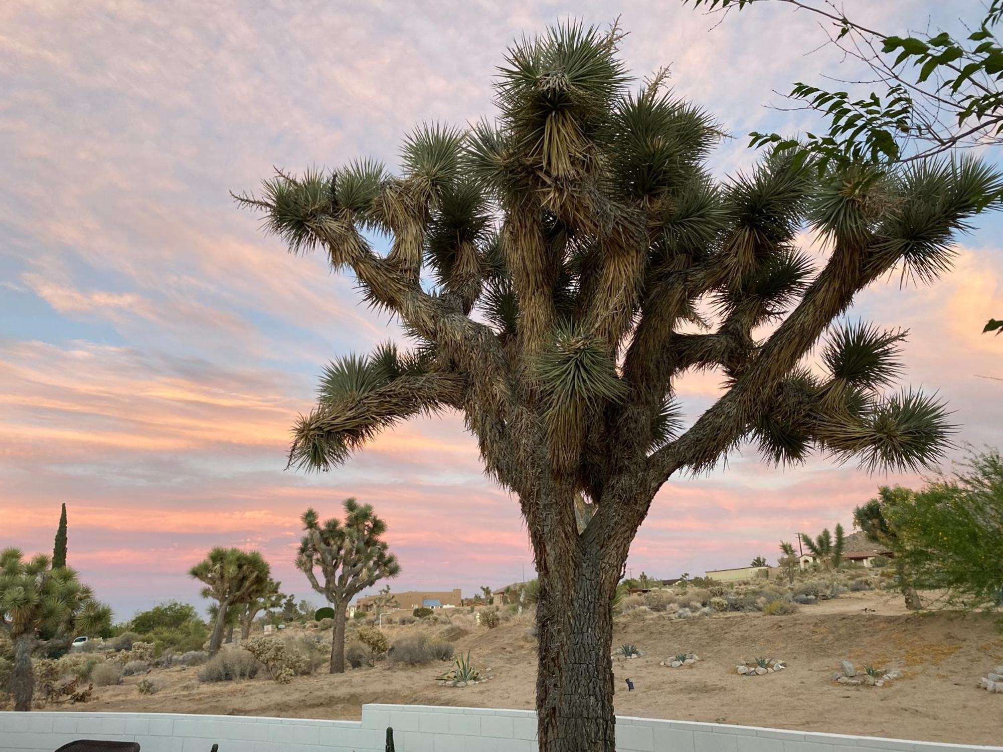 Villa Electroliquid'S Casa Pueblo Joshua Tree Esterno foto